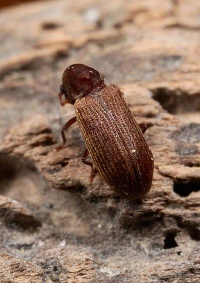 Woodworm wood boring Furniture beetles Superfamily Bostrichoidea Coleoptera Images UK