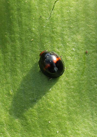 Beetles Superfamily Cucujoidea Coleoptera Images UK