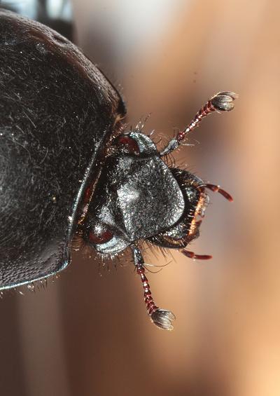 Beetles Superfamily Scarabaeoidea Coleoptera Images UK