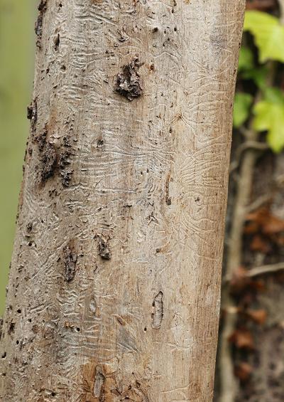 Bark Beetles Superfamily Curculionoidea Coleoptera Images UK