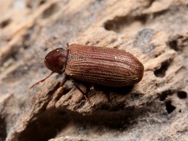 Anobium punctatum - Furniture beetle or Woodworm