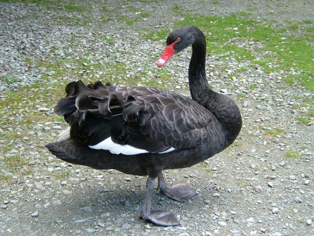 Black Swan Cygnus atratus Bird Images