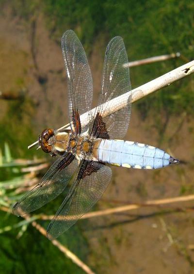 Dragonfly Dragonflies Hawker Skimmer Chaser Emperor Images UK