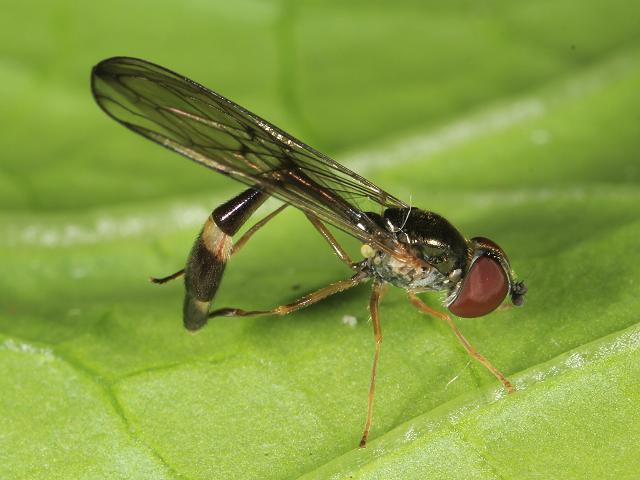 Baccha elongata A Hoverfly Hoverflies Diptera Images