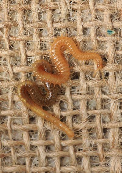 Centipede Chilopoda Myriapoda Images UK