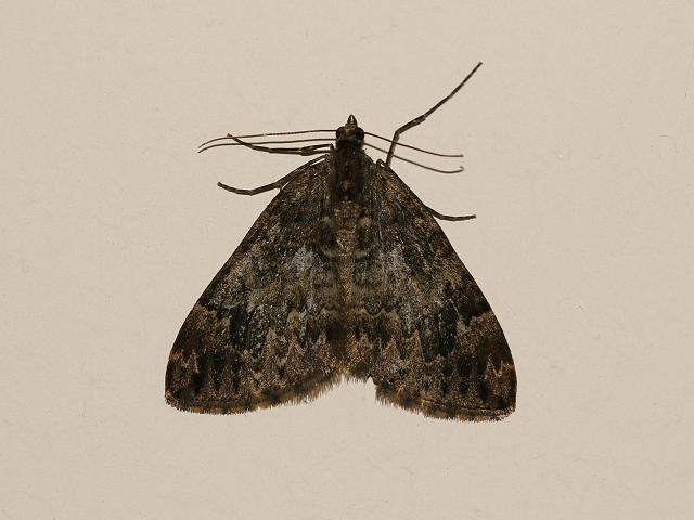 common carpet moth. Common Marbled Carpet