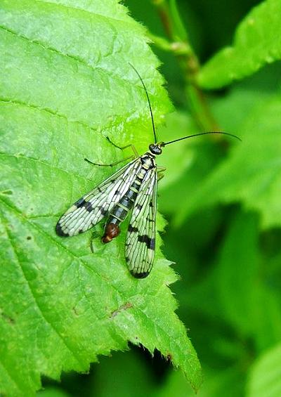 Scorpion Fly Panorpa germanica Mecoptera Images UK