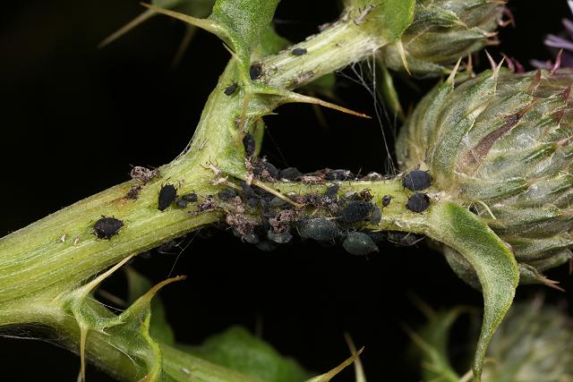 Aphis fabae cirsiiacanthoidis - Black Spindle-thistle Aphid (Bugs ...