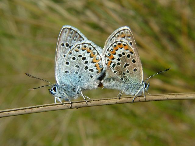 Plebeius argus Silver Studded Blue Butterfly Images