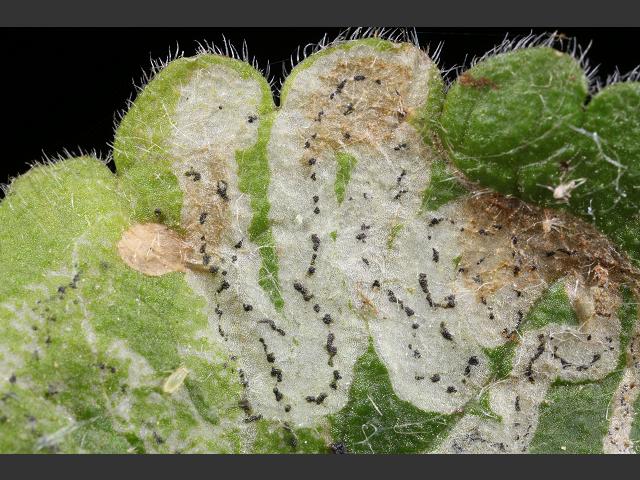 Phytomyza glechomae - A Leaf-miner - Agromyzidae (Diptera images)