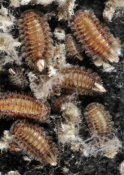 Millipede Diplopoda Myriapoda Images UK