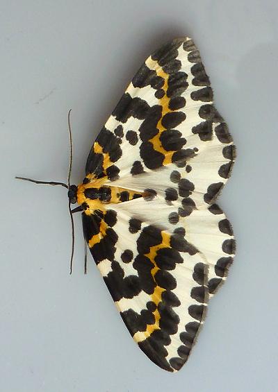 Moths Geometer Geometridae Images UK