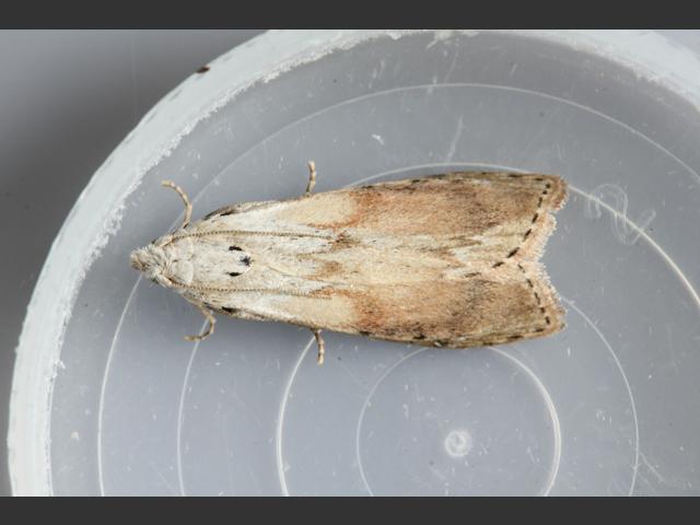 Aphomia sociella - Bee Moth (Lepidoptera Images)