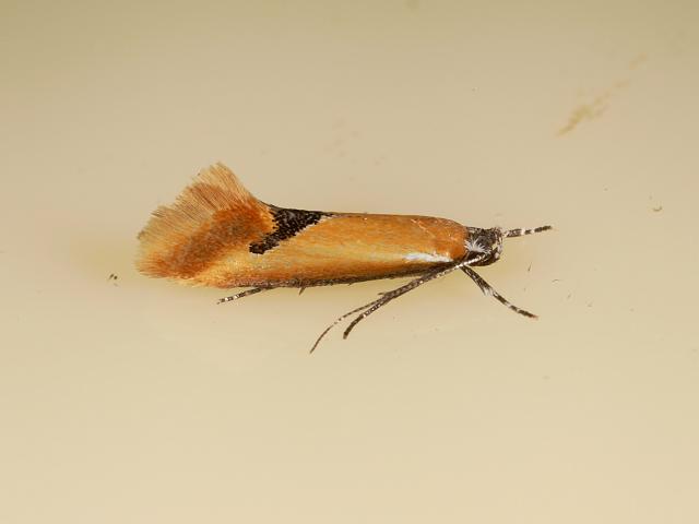 Batia lambdella - A Micro-moth (Lepidoptera Images)