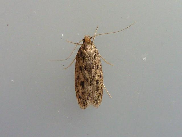 Hofmannophila pseudospretella - Brown House-moth (Lepidoptera Images)