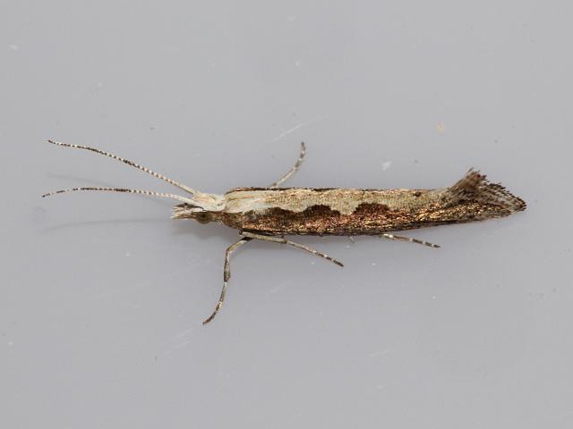 Plutella xylostella - Diamond-back Moth (Lepidoptera Images)