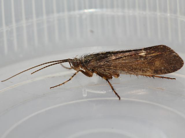 Other Caddisfly images (Trichoptera Images)