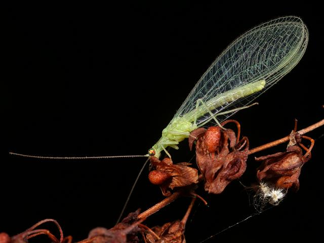 Chrysopidae species Common Lacewing Lacewing Alder and Snake Fly Neuroptera images