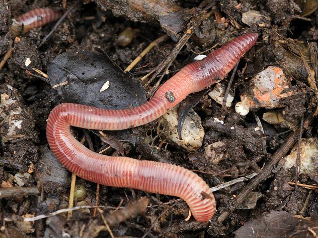 Pelegrini e a Sociedade do Anel: Worms Revolution